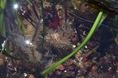 Orthopyxis compressa