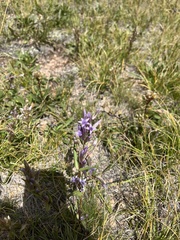 Gentianella amarella