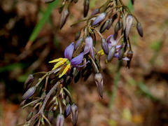 Dianella caerulea