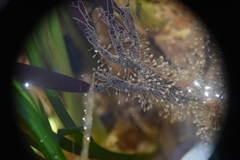 Orthopyxis compressa