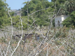 Atriplex lentiformis