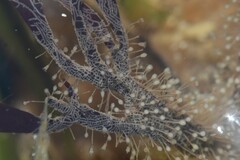 Orthopyxis compressa