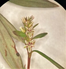 Polygonum nuttallii