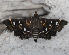 Diathrausta reconditalis