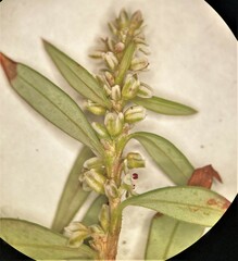 Polygonum nuttallii