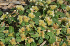 Alternanthera sessilis