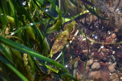 Phyllospadix scouleri