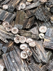 Nidulariaceae