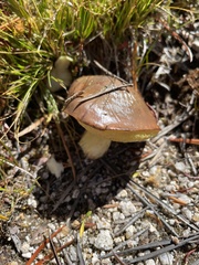 Suillus brevipes