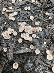 Nidulariaceae