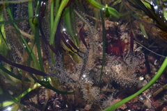 Orthopyxis compressa