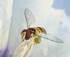 Allograpta