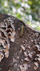 Macremphytus testaceus