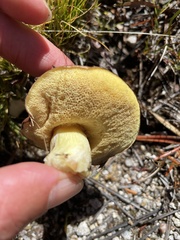 Suillus brevipes