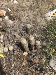 Echinocereus reichenbachii caespitosus
