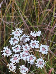 Peucedanum palustre