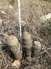 Echinocereus reichenbachii caespitosus