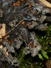 Pseudocyphellaria dissimilis