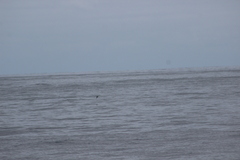 Hydrobates microsoma