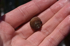 Calliostoma ligatum