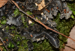 Pseudocyphellaria dissimilis