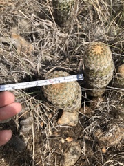 Echinocereus reichenbachii caespitosus