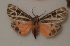 Apantesis parthenice