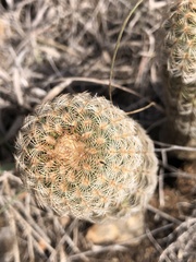 Echinocereus reichenbachii caespitosus