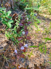 Clinopodium carolinianum