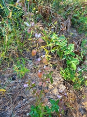 Clinopodium carolinianum