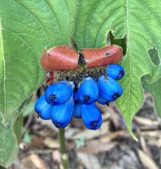 Palicourea tomentosa