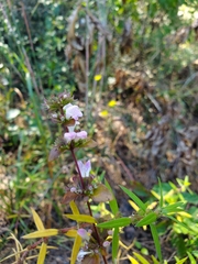 Clinopodium carolinianum