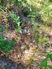 Clinopodium carolinianum