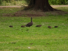 Anas superciliosa × platyrhynchos