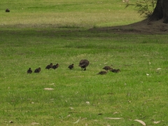 Anas superciliosa × platyrhynchos