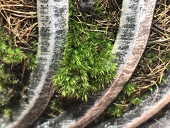 Dicranella heteromalla