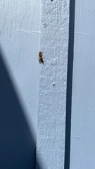 Polistes chinensis