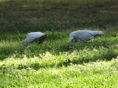 Cacatua tenuirostris
