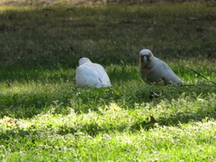 Cacatua tenuirostris