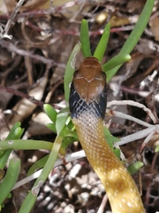 Crotaphopeltis hotamboeia