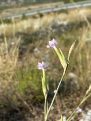 Dianthus ciliatus