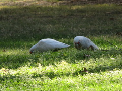 Cacatua tenuirostris