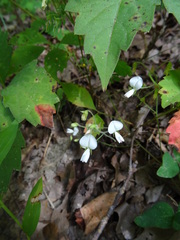 Desmodium ochroleucum