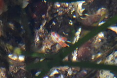 Coryphella trilineata