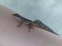 Anolis sagrei