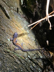Plethodon yonahlossee