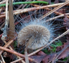 Spinellus fusiger
