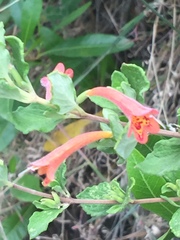 Clinopodium tomentosum