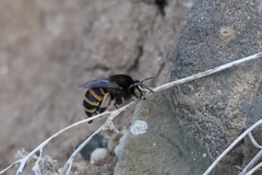Amegilla quadrifasciata maderae