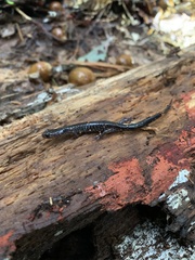 Plethodon dixi